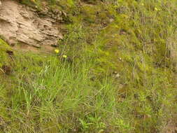 Image of Poa horridula Pilg.