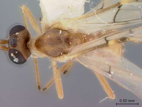 Image of Aleiodes buoculus Marsh 1989