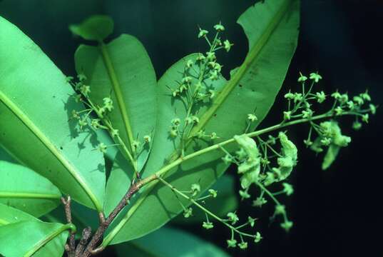 Image of Elvasia canescens (Tiegh.) E. F. Gilg