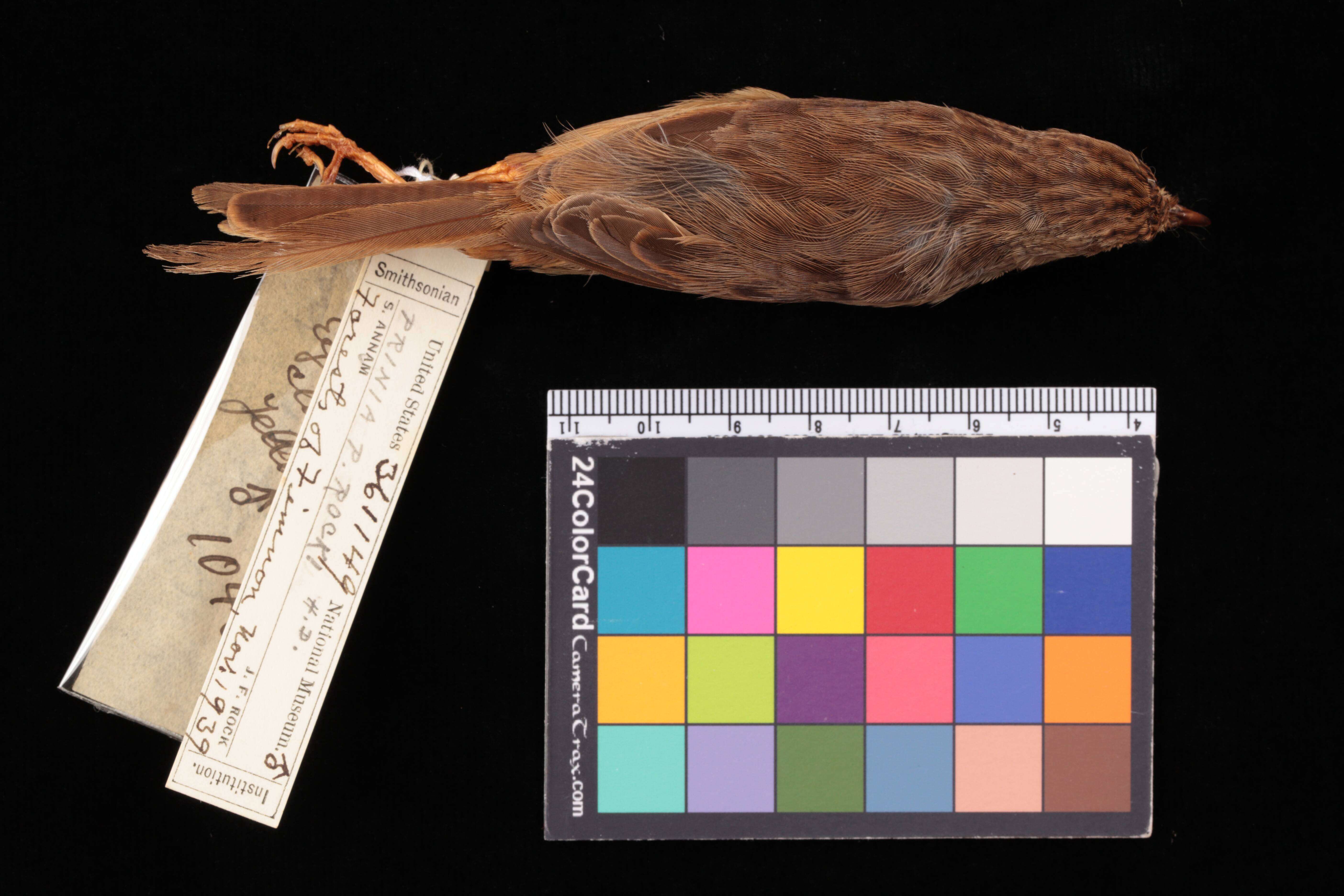 Image of <i>Prinia polychroa rocki</i> Deignan 1957