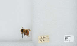 Image de Bombus sylvicola Kirby 1837