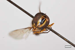 Image of Allograpta insularis Thompson 1981