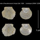 صورة Cyclopecten liriope (Dall 1908)