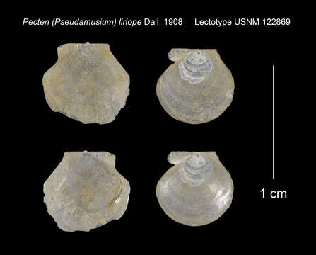 Plancia ëd Cyclopecten liriope (Dall 1908)