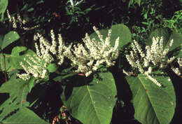 Sivun Polygonum cuspidatum Siebold & Zucc. kuva