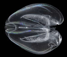 Image of comb jelly