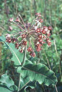 Image of clasping milkweed