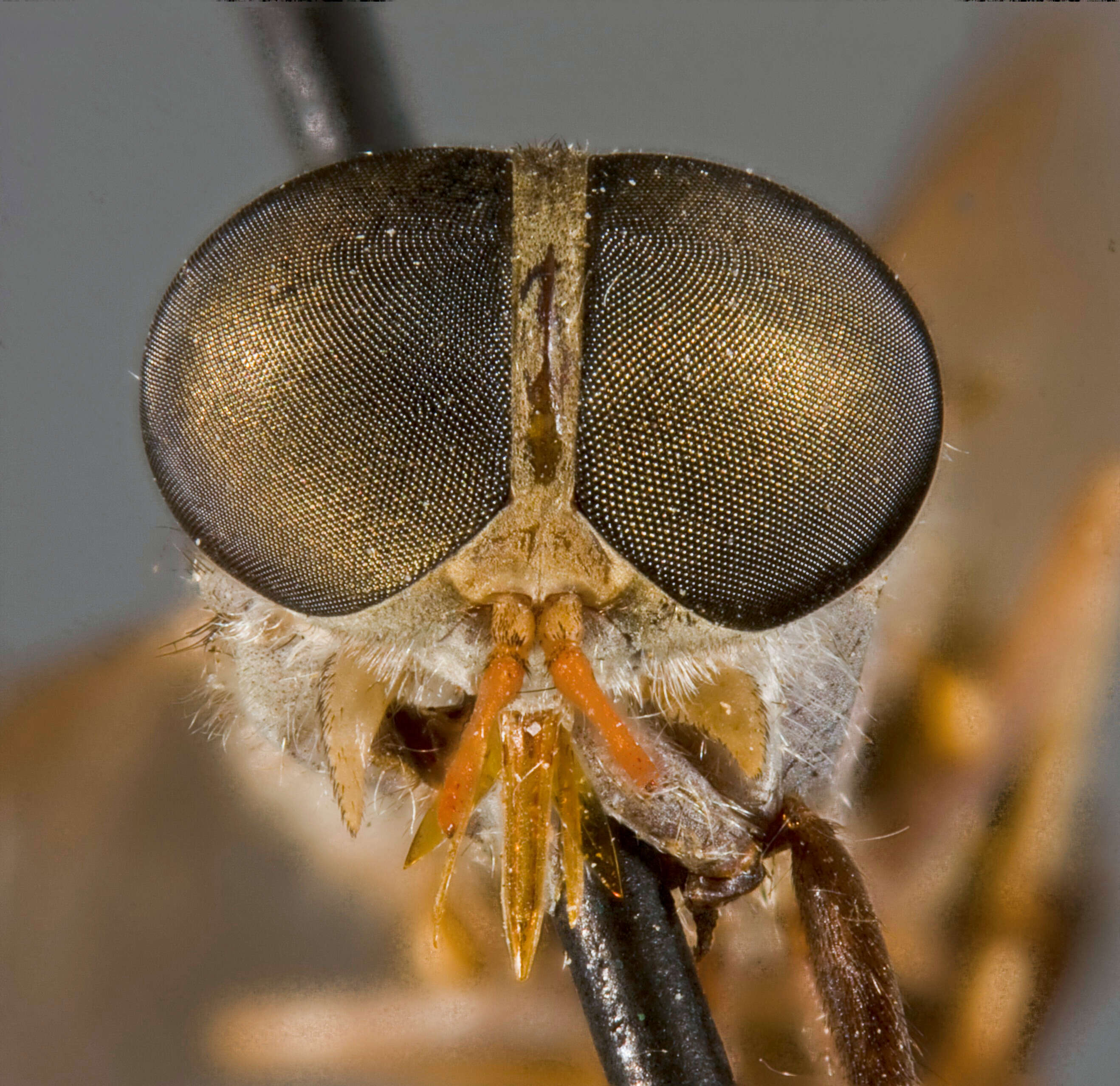 صورة Tabanus ardalus Philip 1960