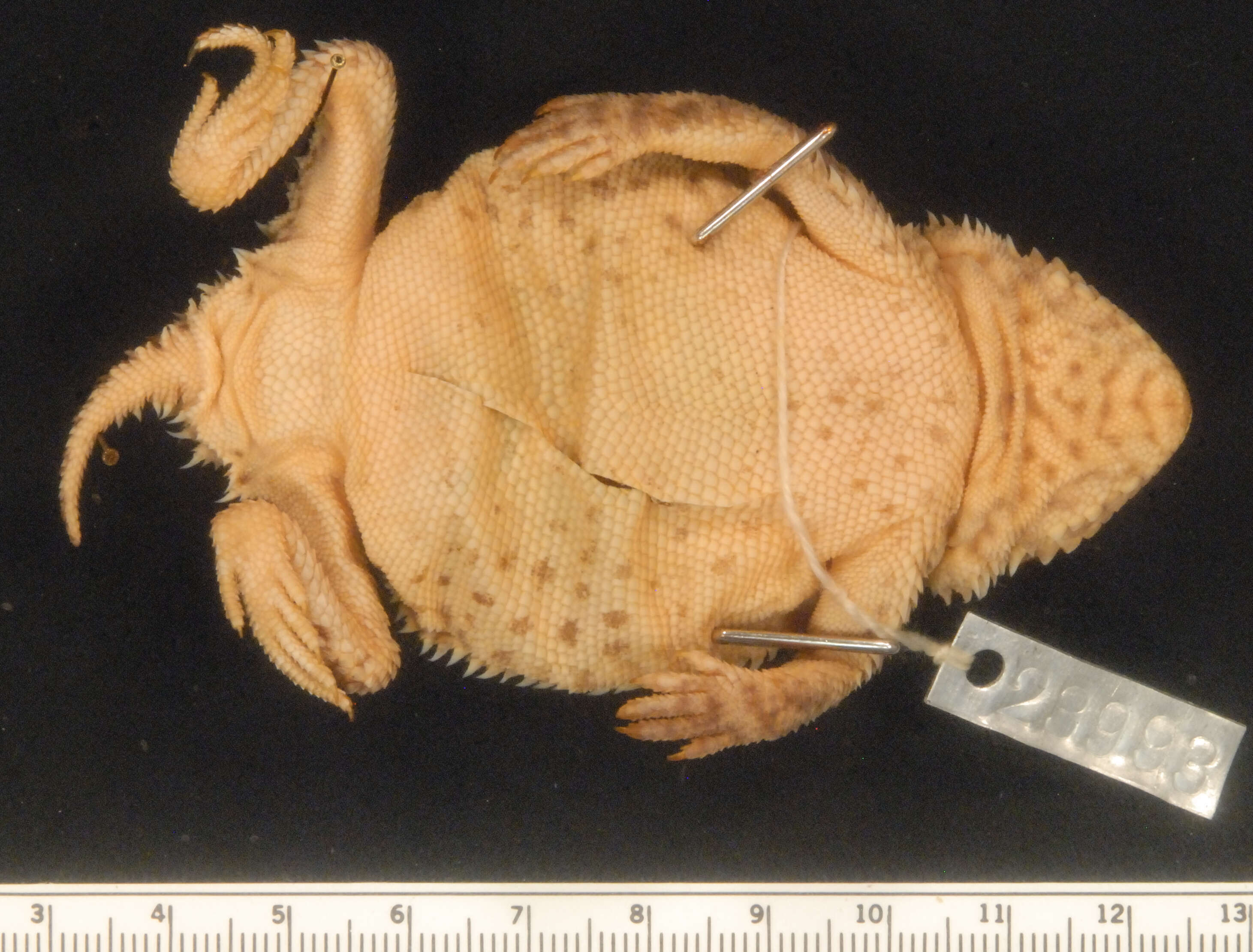 Image of Phrynosoma douglasii brachycercum Smith 1942