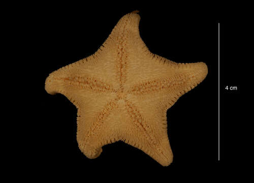 Image of Sea star