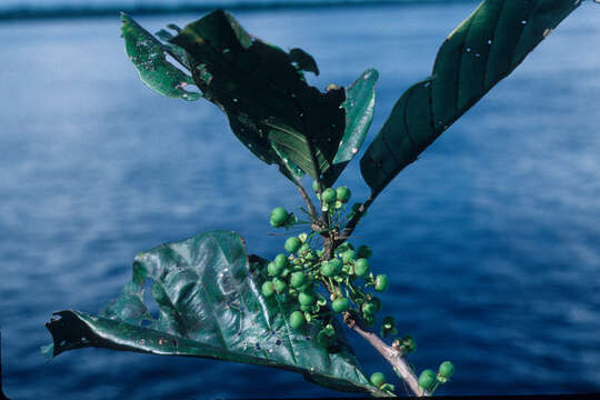 Image of Doliocarpus dentatus (Aublet) Standl.