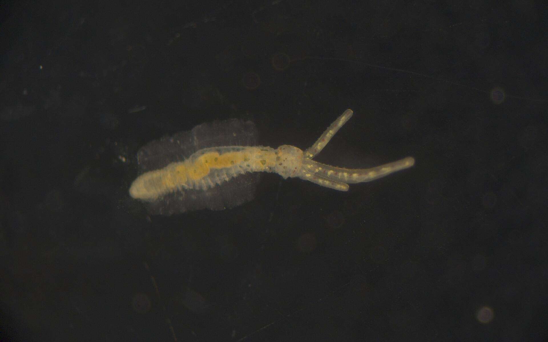 Image of Terebellidae