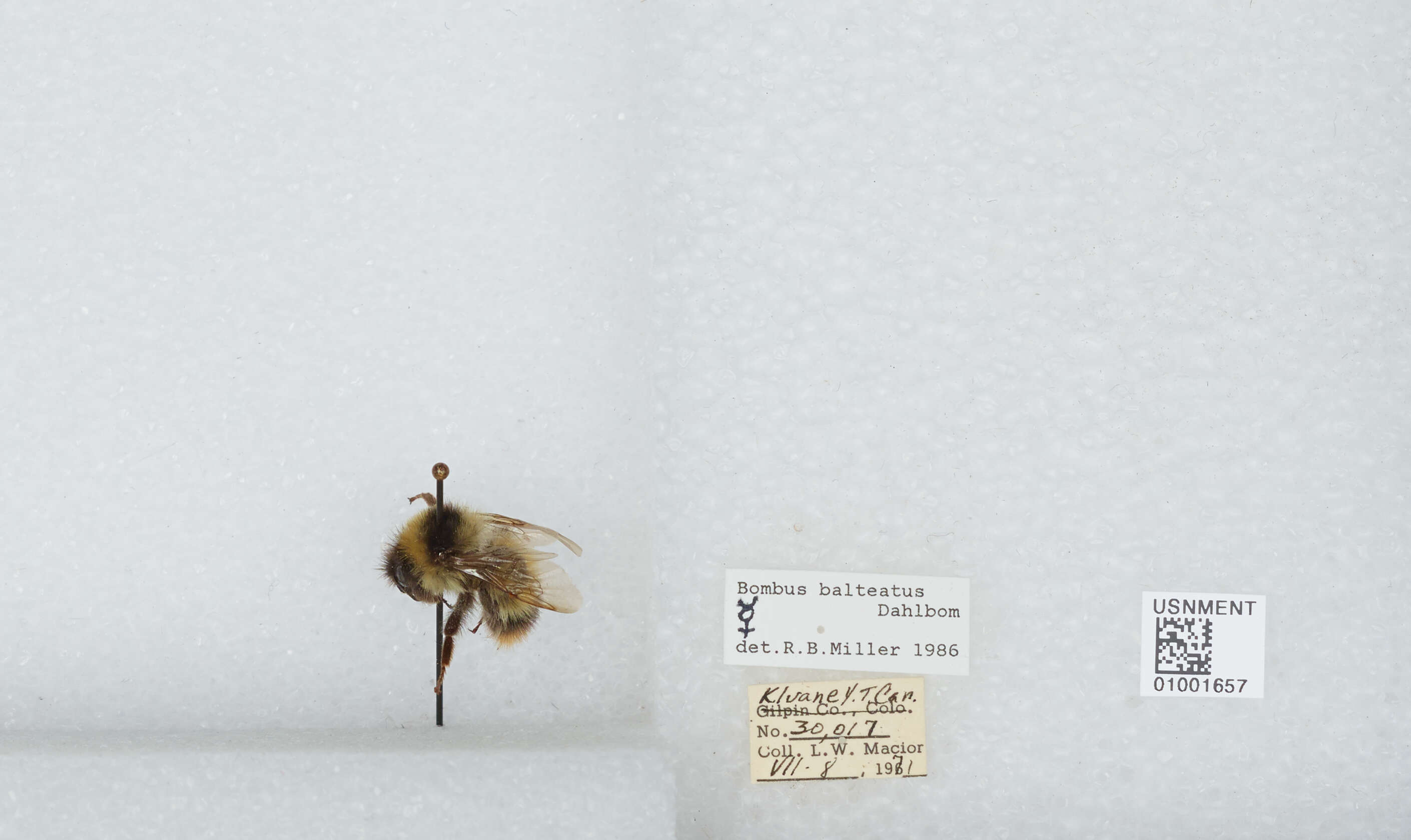 Image de Bombus balteatus Dahlbom 1832