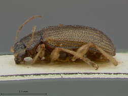 صورة Colaspis Fabricius 1801