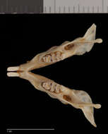 Image of Dipodomys venustus venustus (Merriam 1904)