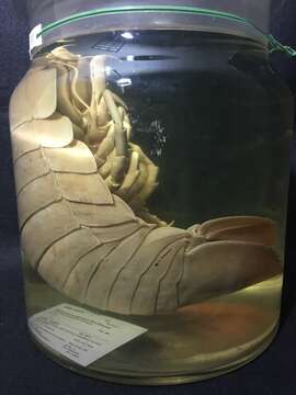 Image of Giant Isopods