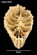 Image of Tropidocyathus seymourensis Filkorn 1994