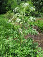 Sivun Achillea sibirica subsp. camtschatica kuva