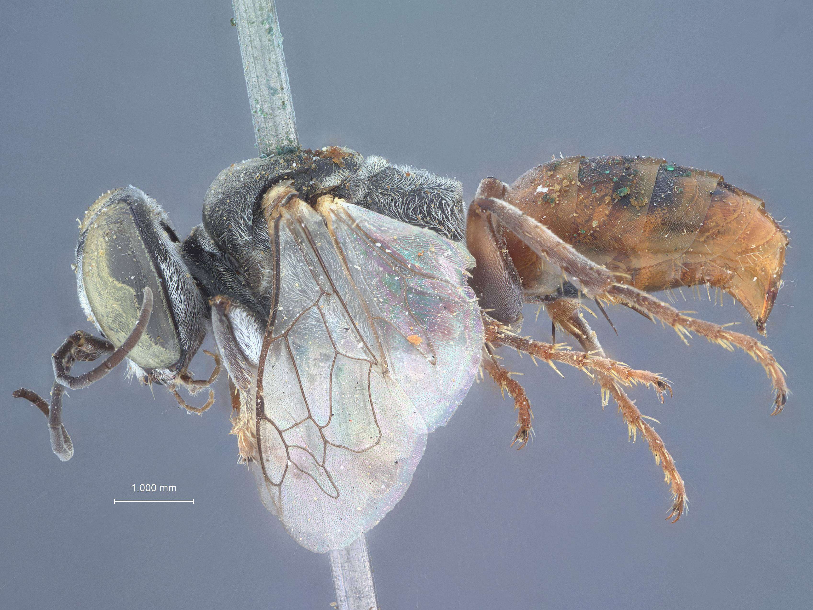 Image of Tachysphex coquilletti Rohwer 1911