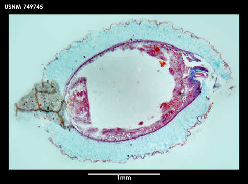 Image of Dorymenia tetradoryata Salvini-Plawen 1978