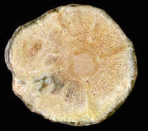 Image of Anemopaegma oligoneuron (Sprague & Sandw.) A. H. Gentry