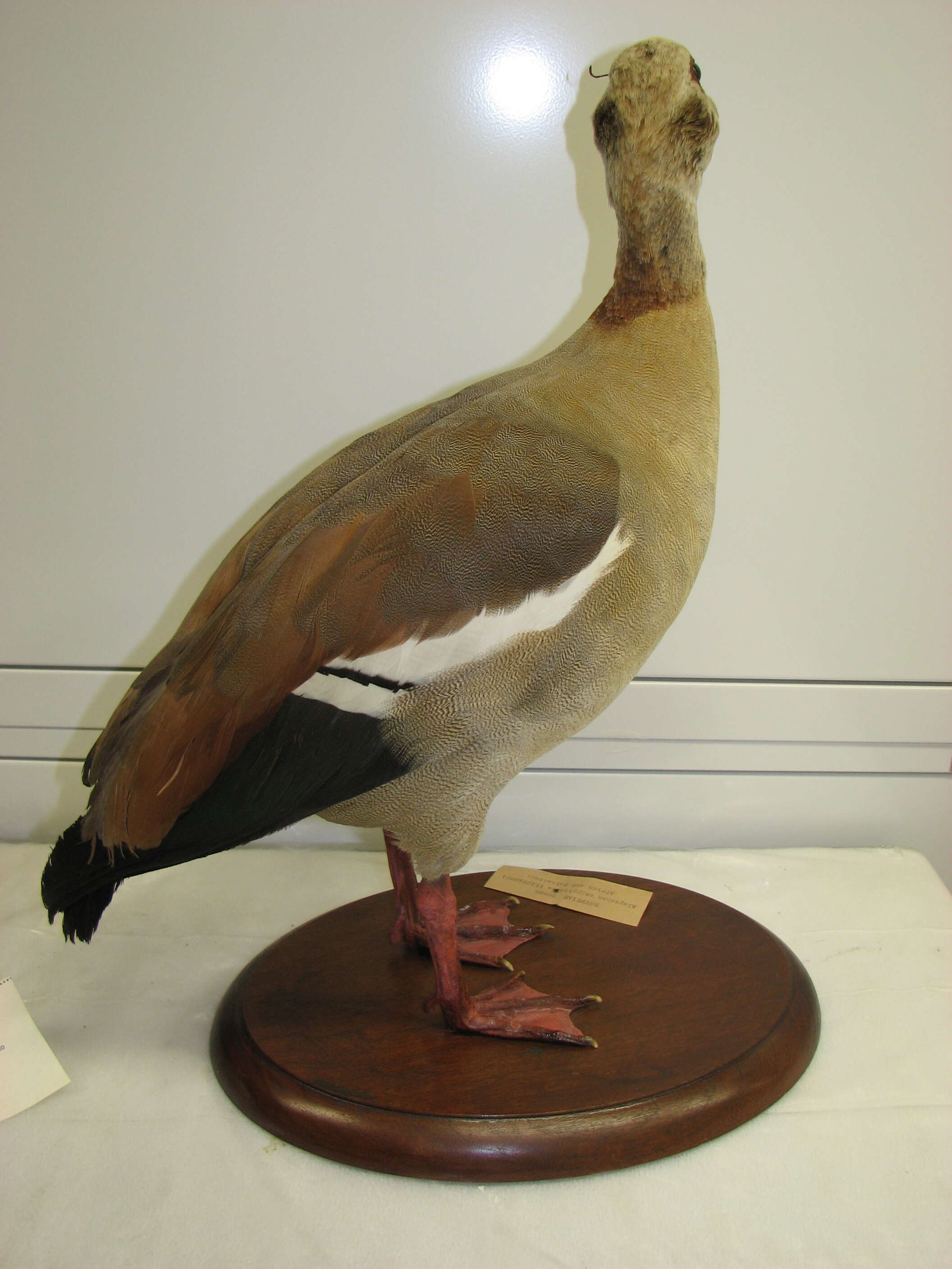 Image of Egyptian Goose