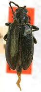 Image of Brachysomida californica proxima Casey 1913
