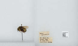 Image of Sitka bumble bee