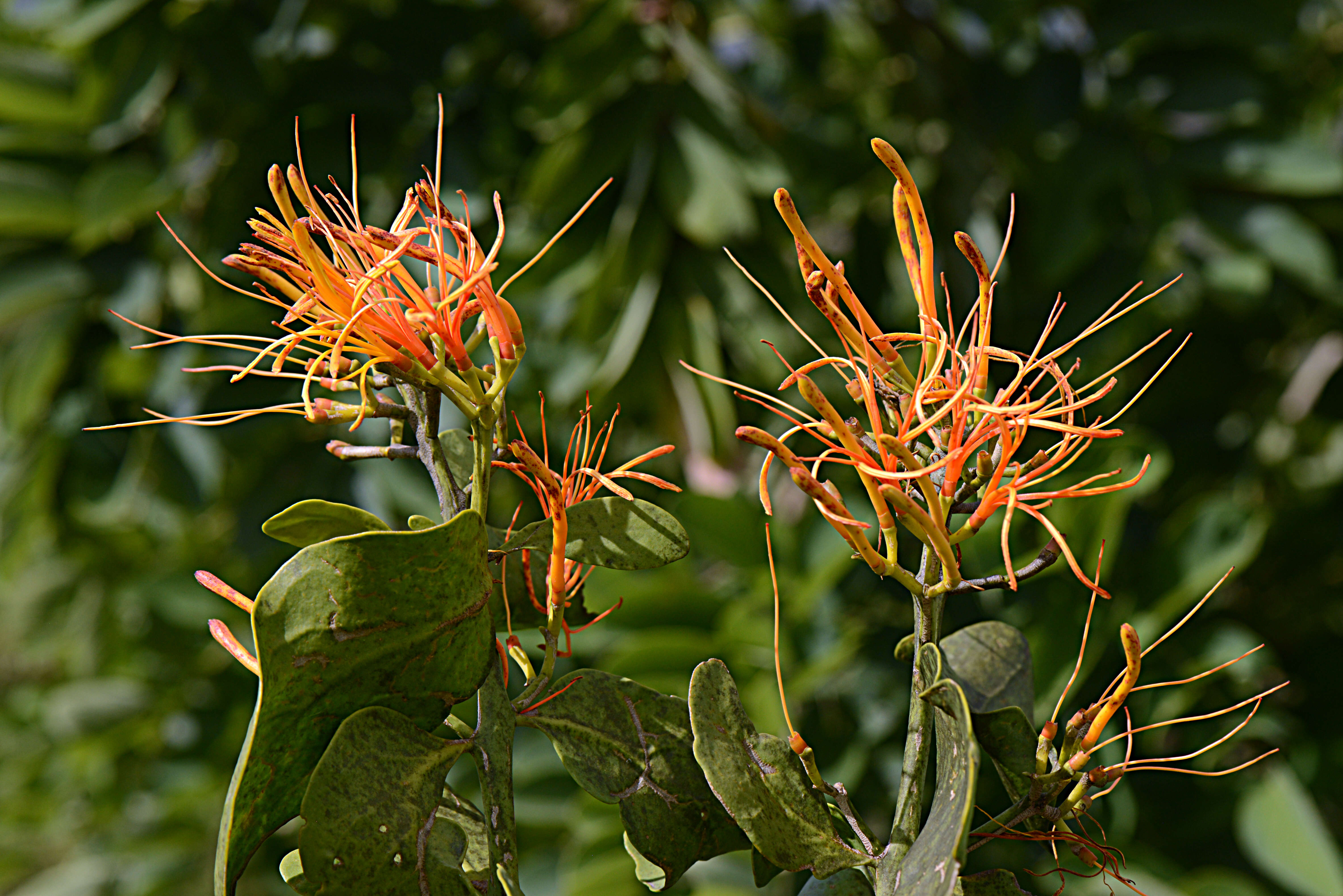 Image of Psittacanthus calyculatus (DC.) G. Don