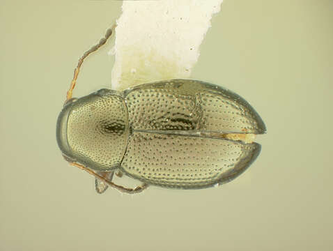 Image of Chaetocnema albiventris R. White 1996