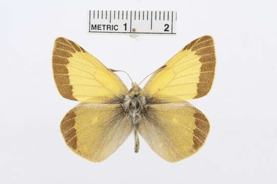 Image of Colias eogene Felder & Felder 1865