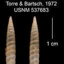 Imagem de Tomelasmus torquatus limonensis C. Torre & Bartsch 1972