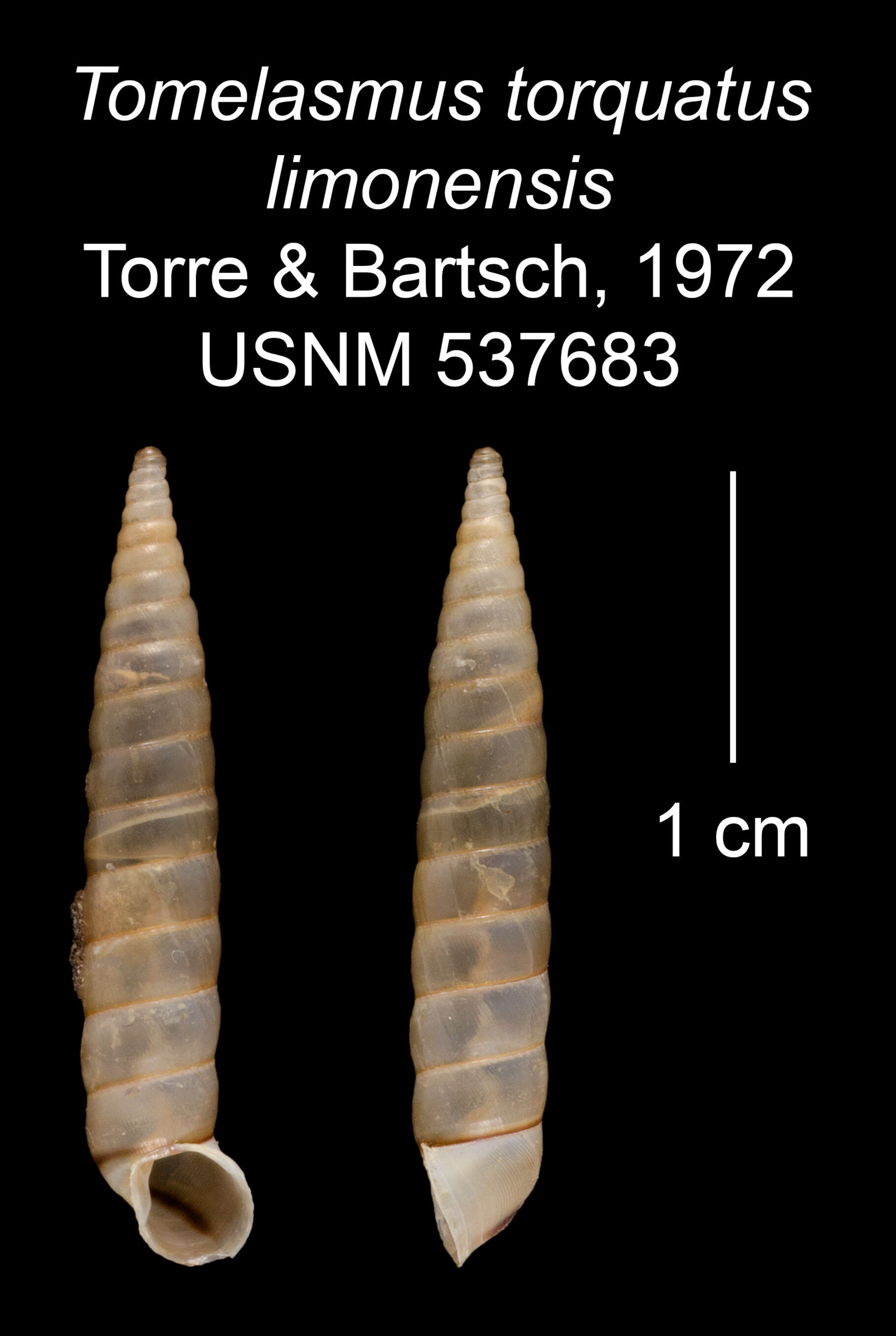 Imagem de Tomelasmus torquatus limonensis C. Torre & Bartsch 1972