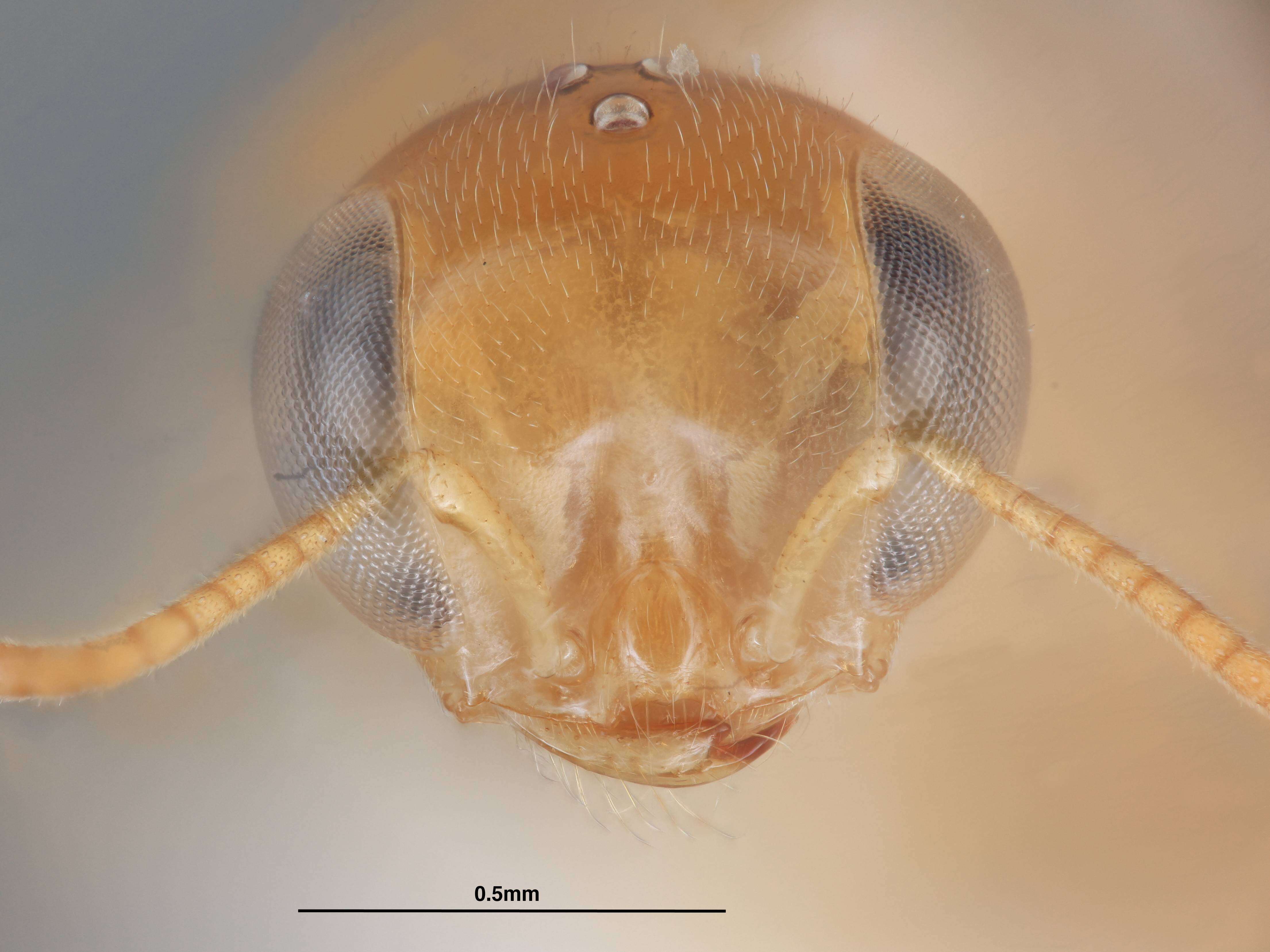 Image of Microstigmus thripoctenus Richards ex Matthews 1970