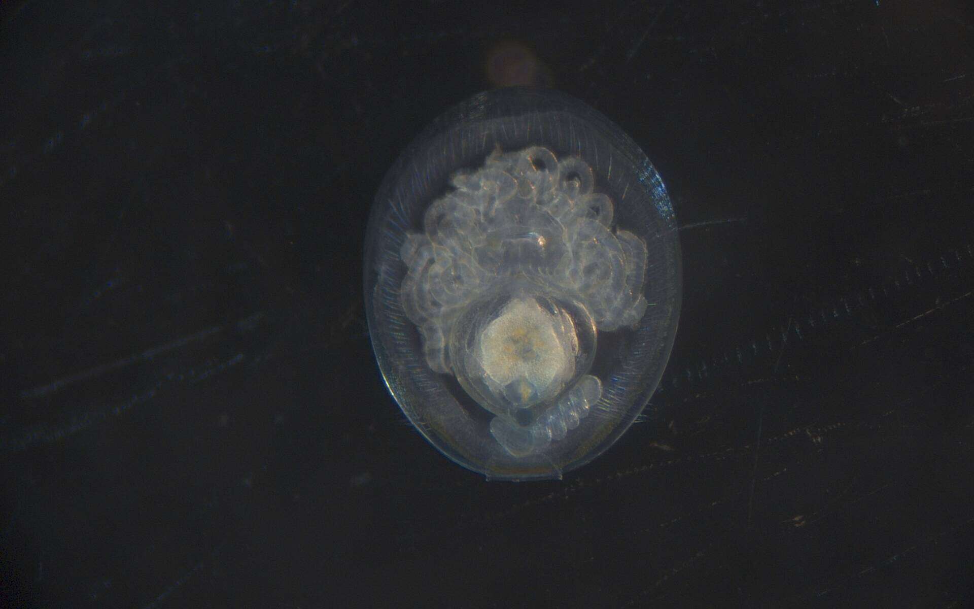 Image of Lingulidae