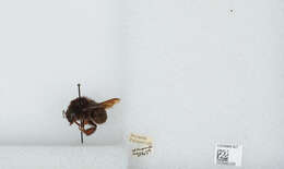 Image of Bombus atripes Smith 1852