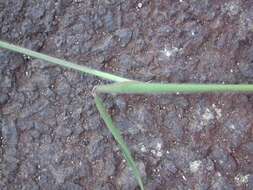 Image of Creeping Molasses Grass