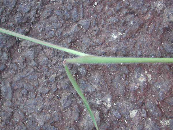 Image of Creeping Molasses Grass