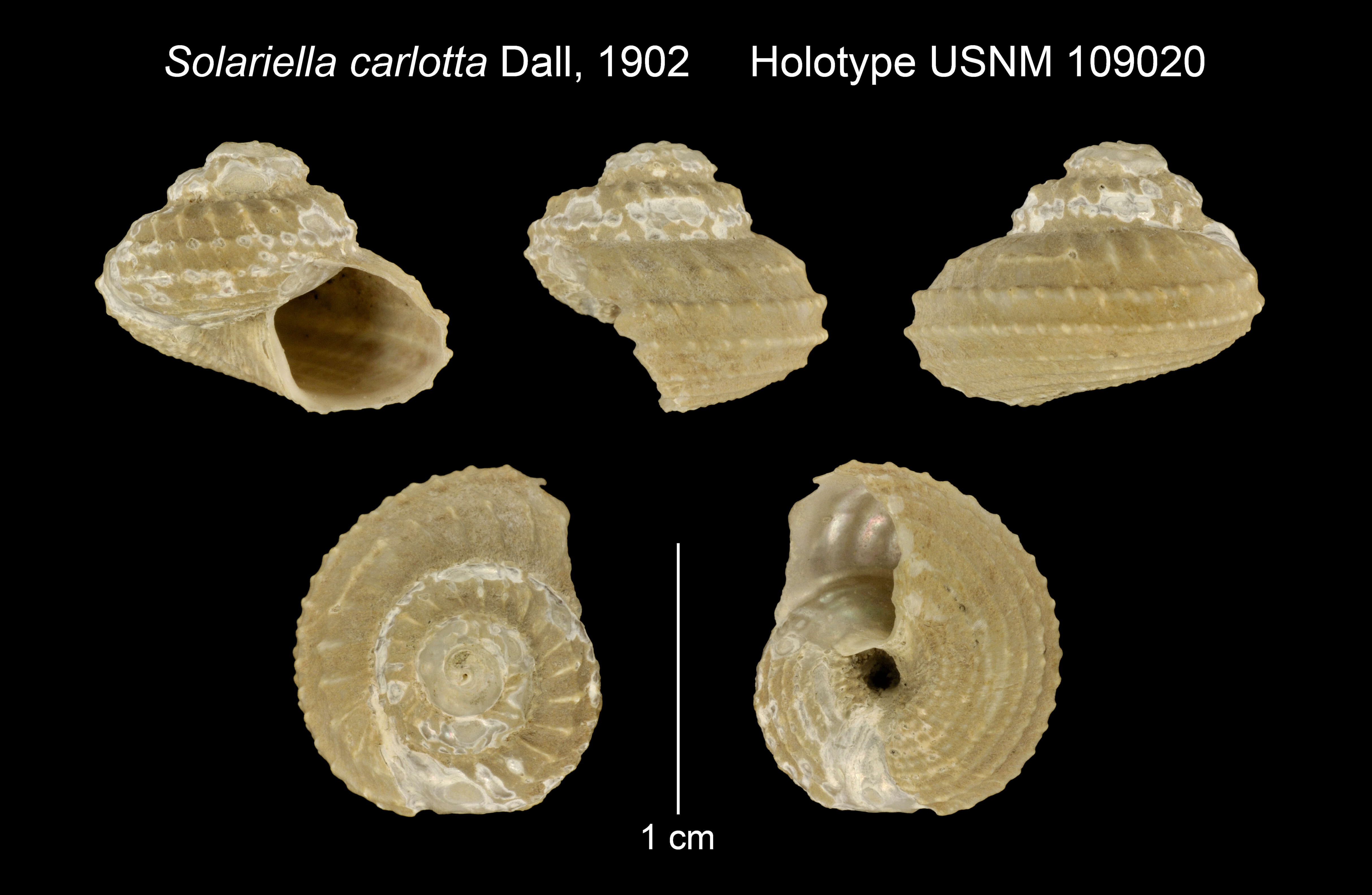 Image of Calliotropis carlotta (Dall 1902)