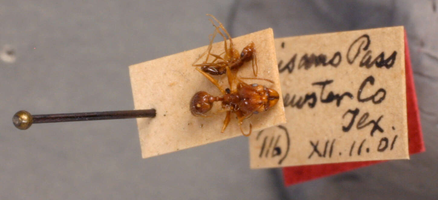 Image of Pheidole desertorum Wheeler 1906