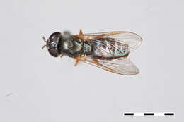 Image of Platycheirus willistoni (Goot 1964)