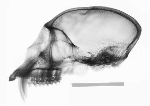 Слика од Cercopithecus cephus (Linnaeus 1758)