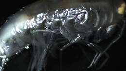 Image of Amphipoda