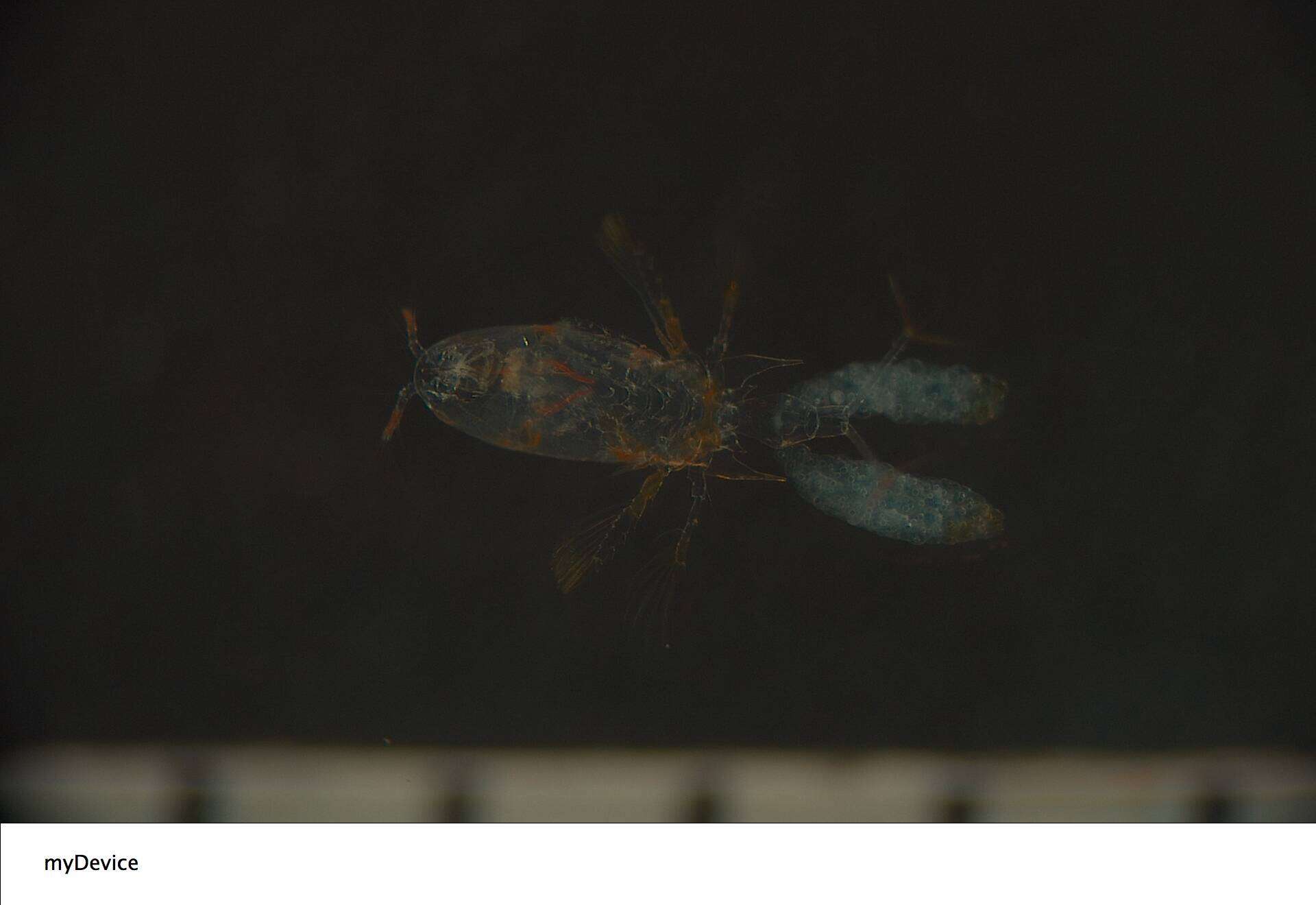 Image of Corycaeidae