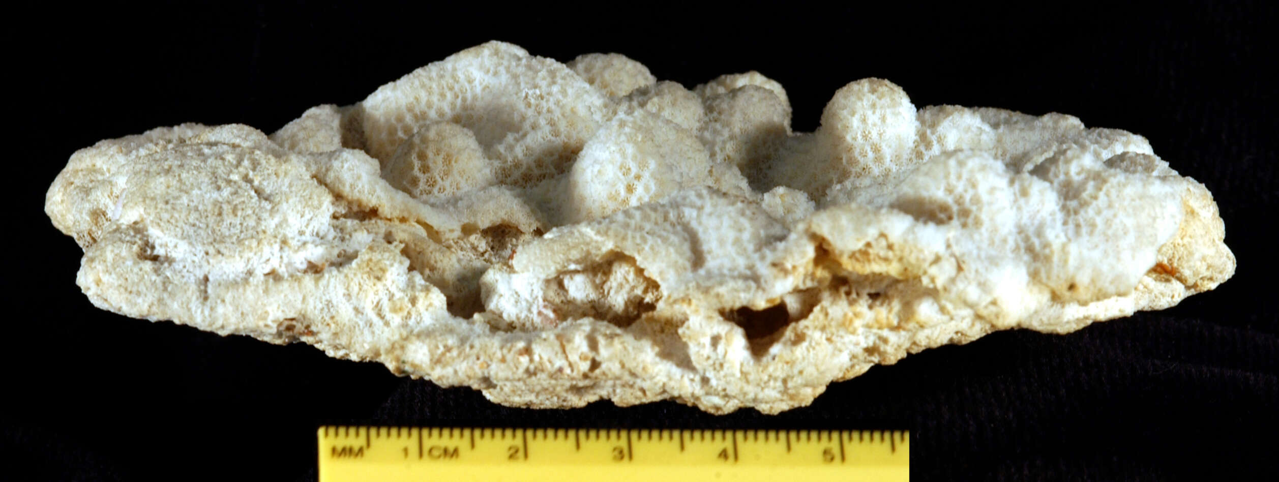 Image of Porites reticulosa Dana 1846