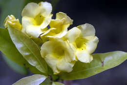 Image of Apocynaceae