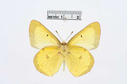 Image of Clouded sulphur
