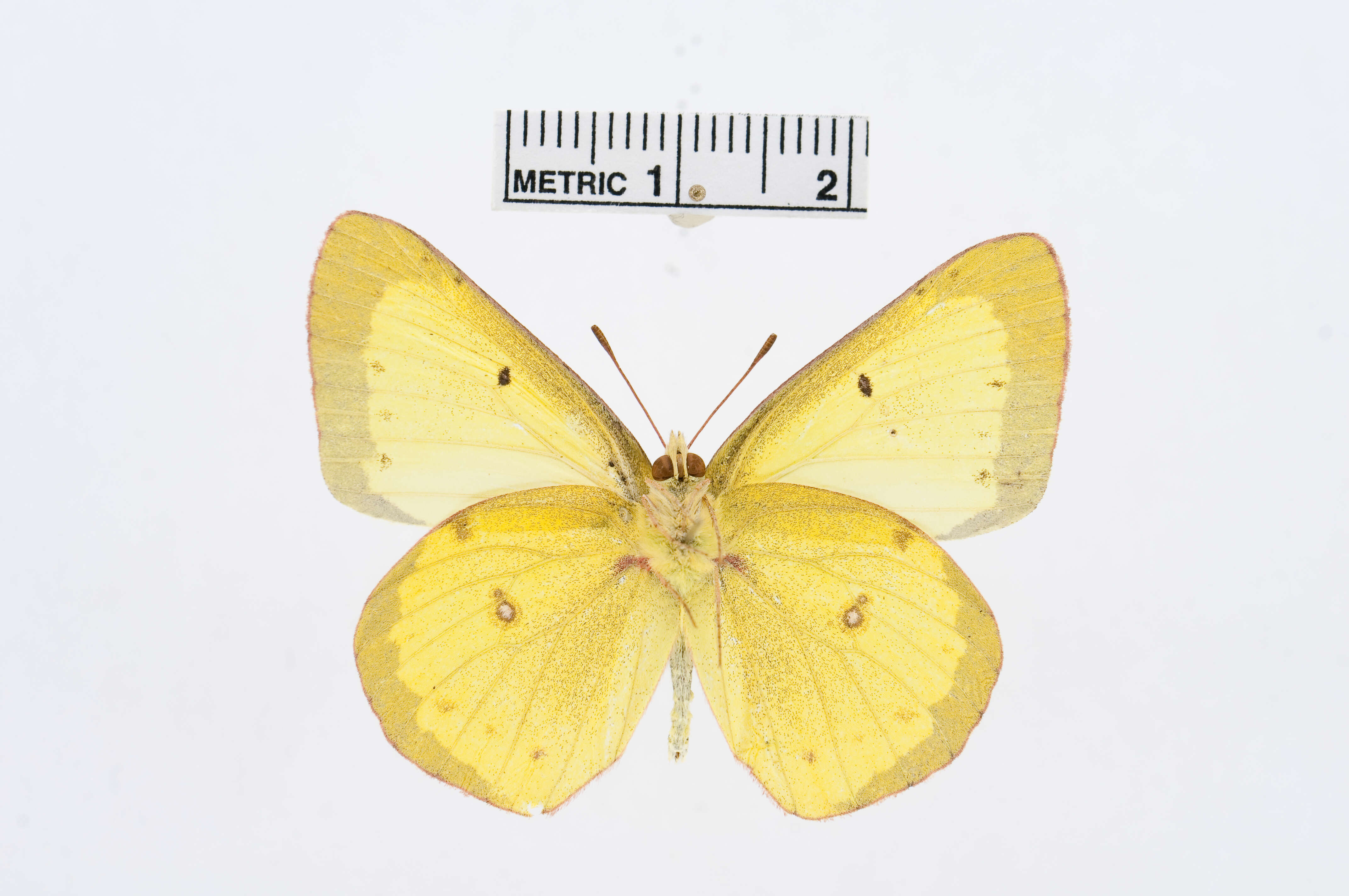 Image of Clouded sulphur