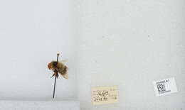 Image of Frigid Bumble Bee