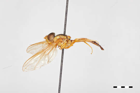 Image of Hybobathus avittatus Miranda 2017